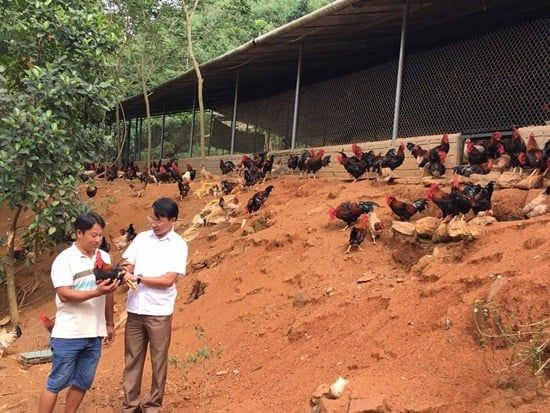 Mô hình hợp tác xã liên kết nuôi gà bền vững