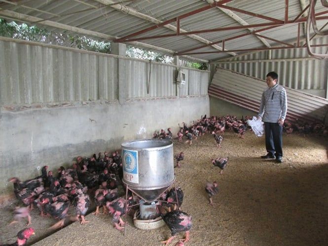 Cả xã nuôi gà lai Đông Tảo