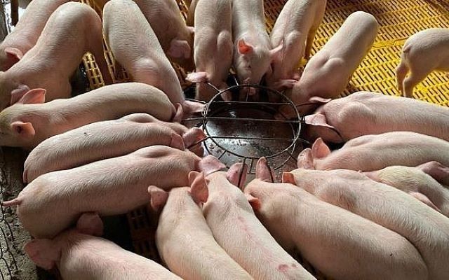 Giá lợn hơi tiếp tục giảm sâu, thua lỗ quay trở lại như hồi đầu năm