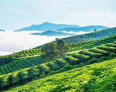 Lào Cai đẩy mạnh phát triển cây trồng chủ lực, tăng thu nhập cho người dân