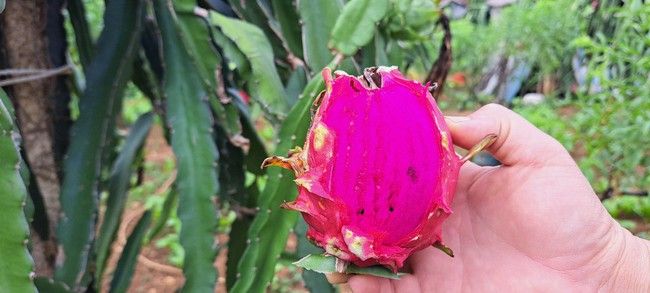 Long đong trồng đủ thứ cây, cuối cùng ông nông dân tỉnh Hòa Bình 'nên duyên' với thanh long