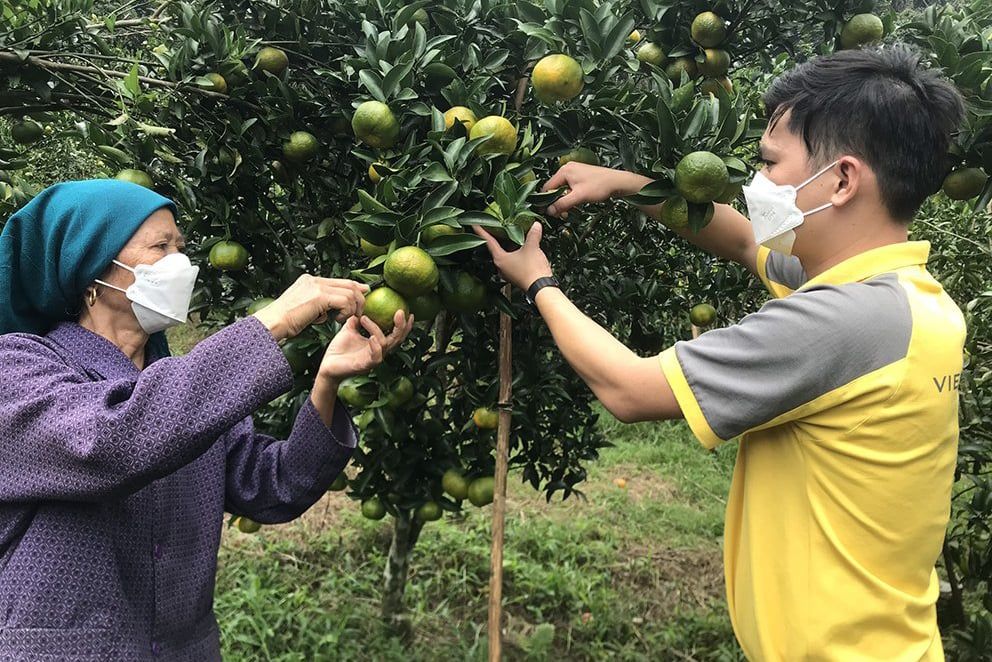 Bưu điện Lào Cai hỗ trợ tiêu thụ Quýt Mường Khương