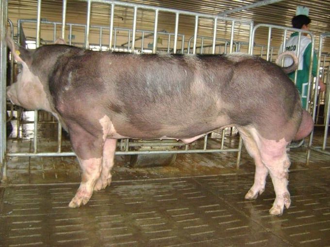 Bắc Ninh hỗ trợ 100% kinh phí liều tinh cho hộ chăn nuôi lợn