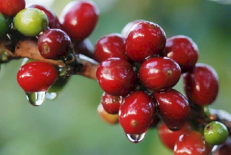 Giá cà phê ngày 16/10: Cà phê nhân 63.000 đồng/kg là mức giá cao nhất thị trường trong nước