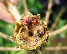 Sâu đục thân mình đỏ (Zeuze coffea Nietner) hại cà phê và cách phòng trừ
