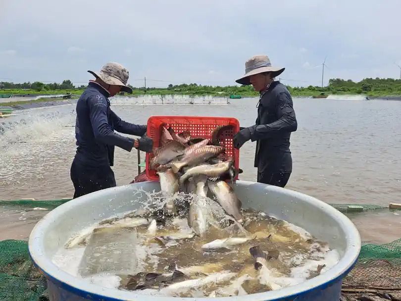 Ở ĐBSCL lúc này tôm xuống giá mà một loại cá chắc thịt lại 