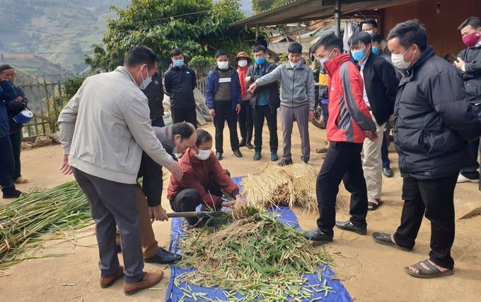 Phòng chống đói rét từ sớm cho gia súc ở vùng cao Yên Bái