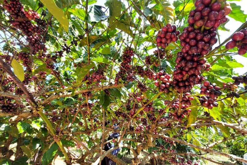 Giá cà phê ngày 17/10: Cà phê Robusta điều chỉnh giá nhẹ
