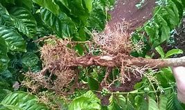 Vàng lá thối rễ cà phê do đâu? 