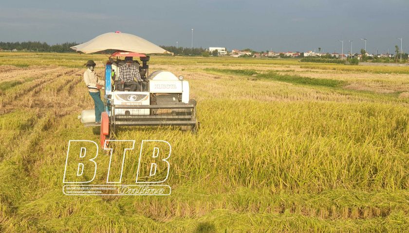 Sáng còn gặt lúa, chiều nông dân một huyện ở Thái Bình đã rẽ đất trồng những loài cây ưa ấm
