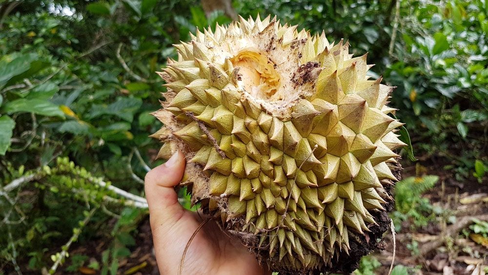 Đuổi sóc cắn phá sầu riêng bằng những biện pháp đơn giản