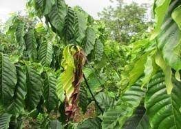 Mọt đục cành (Xyleborus morstatti) cây cà phê có dễ phòng trừ?