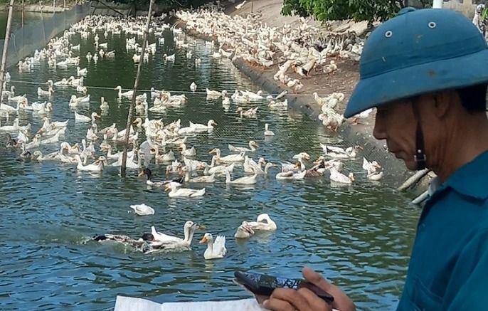 Một ông nông dân Nghệ An nuôi vịt kiểu gì mà thu tiền tỷ, lại còn làm được thương hiệu có tiếng?