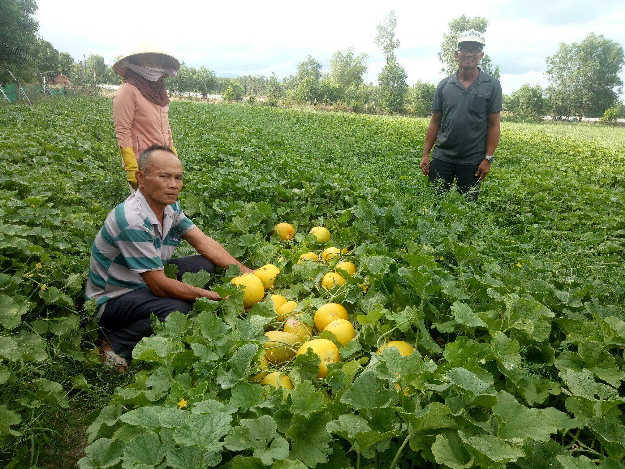 Trồng dưa gang ở cuối nguồn sông Quéo, nông dân Bình Định thu trăm triệu/năm