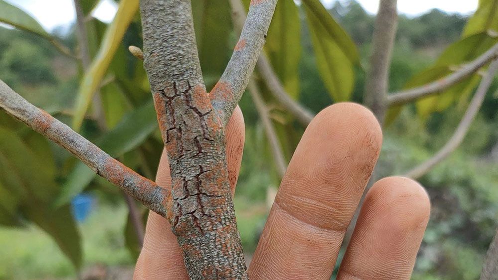 Bệnh nấm hồng trên cây sầu riêng và biện pháp phòng trị