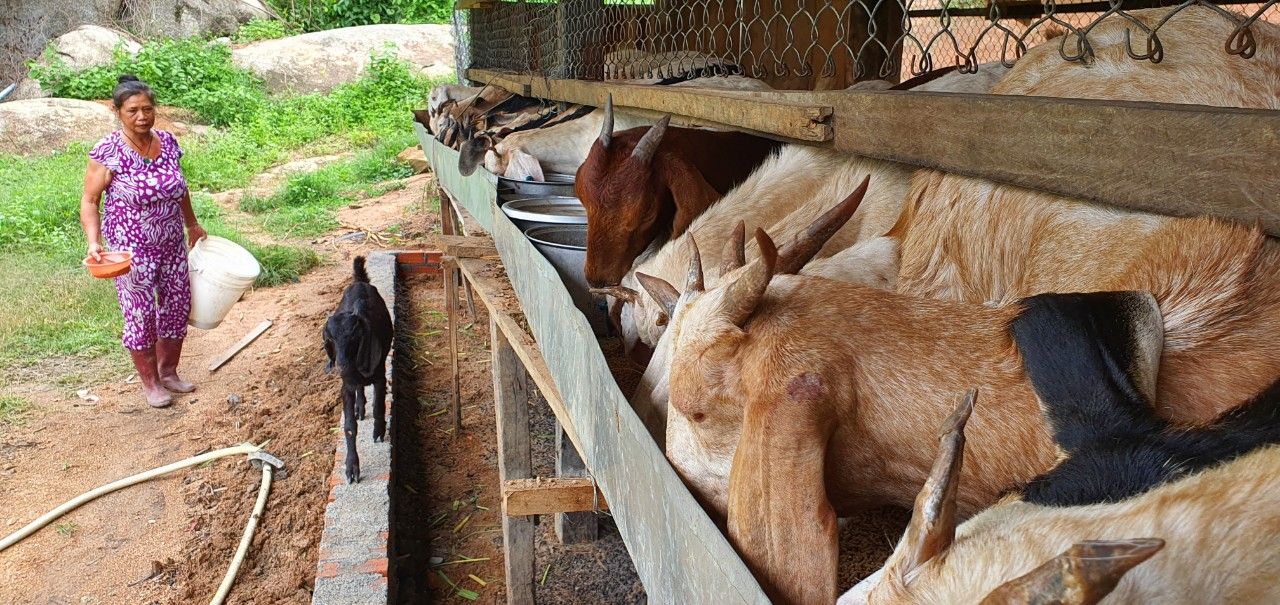 Nuôi dê khi ăn xếp hàng tăm tắp, con nào cũng khỏe, chị nông dân Khánh Hòa được cả làng khen điều này