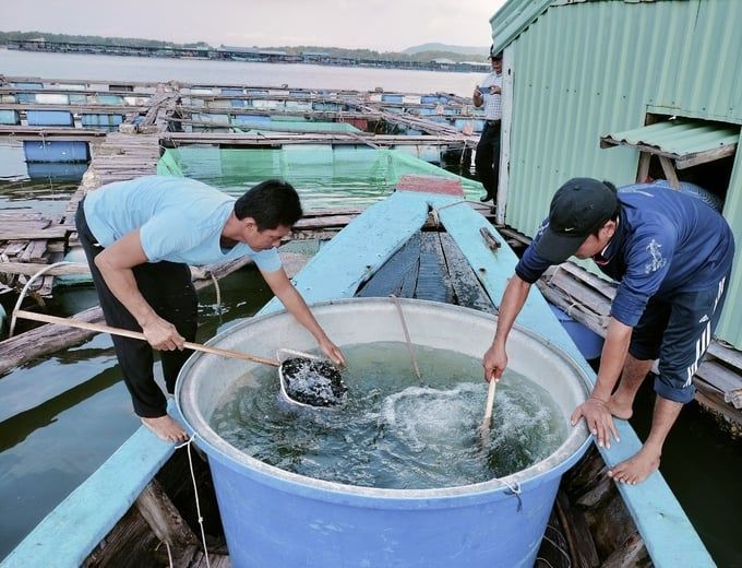 Nuôi cá mú lai trong lồng bè