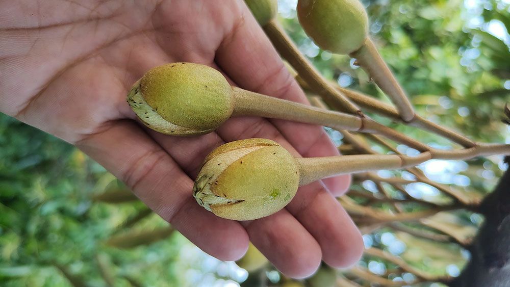 Bọ trĩ hại sầu riêng và biện pháp quản lý