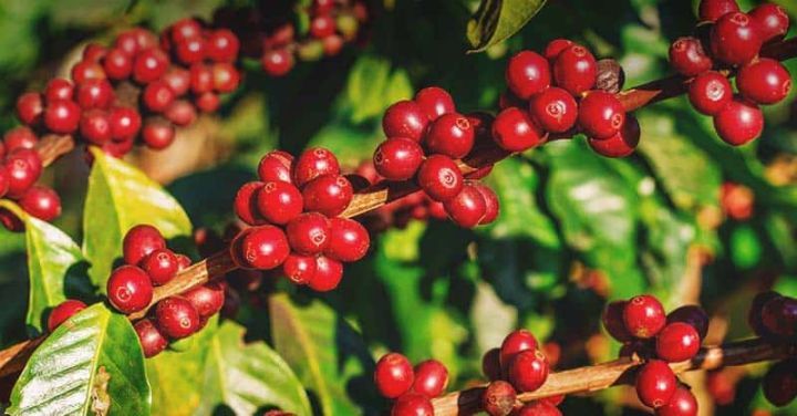 Giá cà phê ngày 21/10: Giá cà phê Robusta tăng vọt, vì sao?