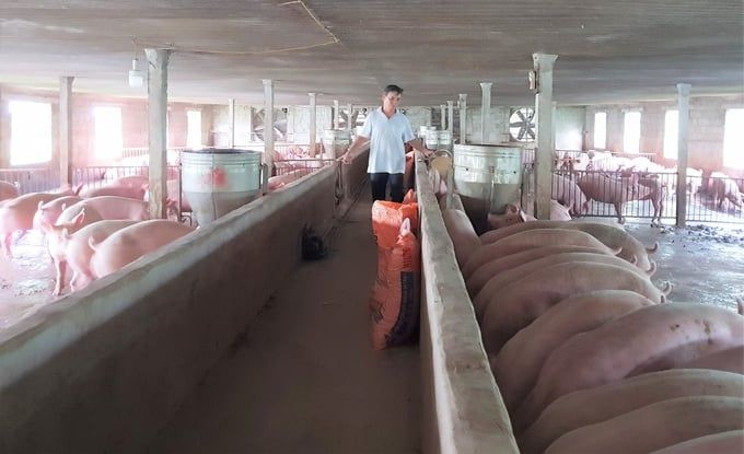 Bán lợn con không ai mua, để lại nuôi thịt thì lỗ nặng
