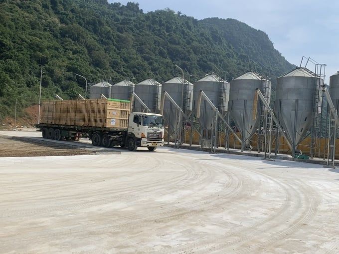Dabaco Thanh Hóa tiếp tục nhập 600 lợn giống cụ kỵ từ Pháp về Việt Nam