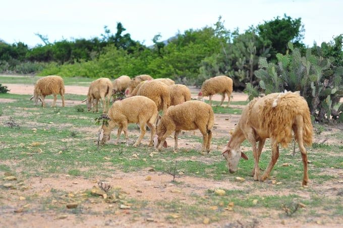Chăn nuôi dê, cừu Ninh Thuận trước thách thức mới [Bài cuối]: Doanh nghiệp làm tốt nhất công tác thị trường