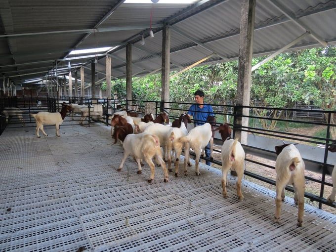 Cử nhân văn hóa giỏi nuôi dê