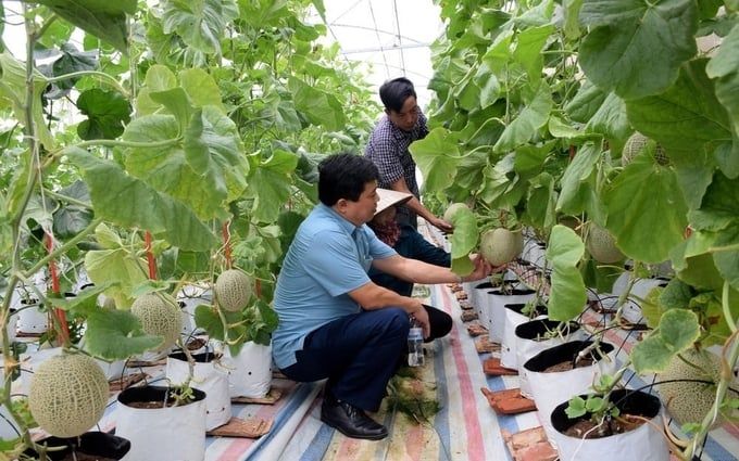 Đôi điều về sản xuất nông nghiệp trong nhà lưới, nhà màng ở Nghệ An