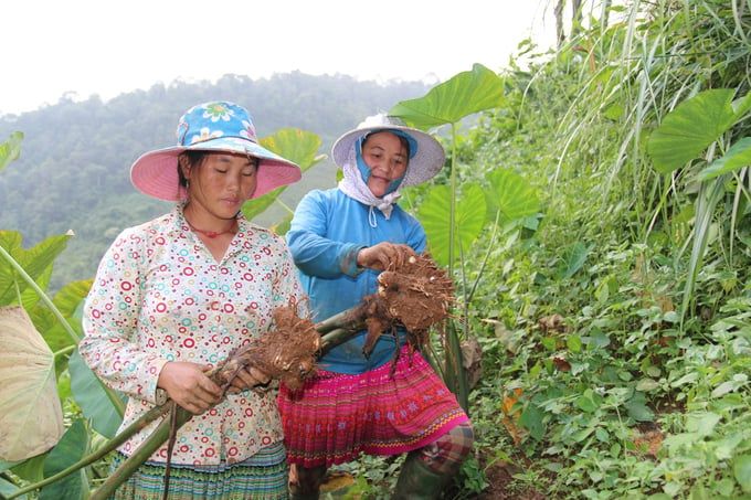 Rộn rã mùa thu hoạch khoai sọ
