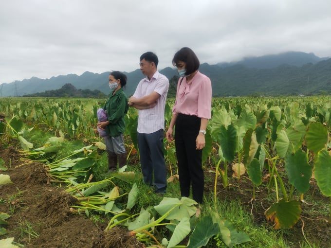 Khoai sọ giá giảm, khó tiêu thụ