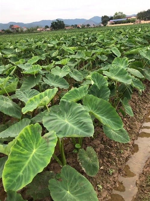 Những nông dân trồng khoai sọ chuyên nghiệp