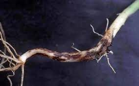 Bệnh lở cổ rễ ( Zhizoctonia solani) hại cây cà phê nghiêm trọng thế nào?