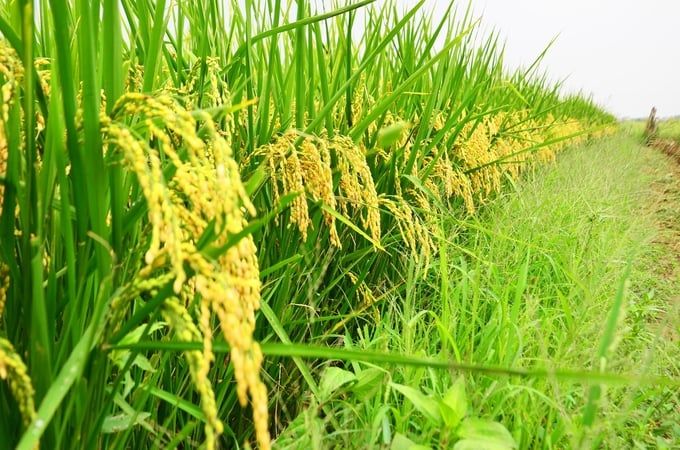Bắc Ninh đại thắng lúa Nhật J02