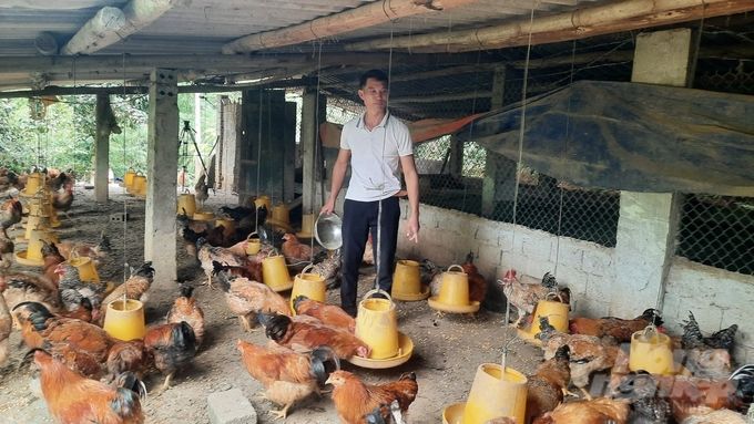 Giàu từ vật nuôi đặc sản Hình mẫu thành công với giống gà Tiên Yên