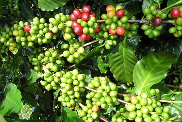 Giá cà phê ngày 23/10: Tiếp đà đi lên mạnh đầu tuần