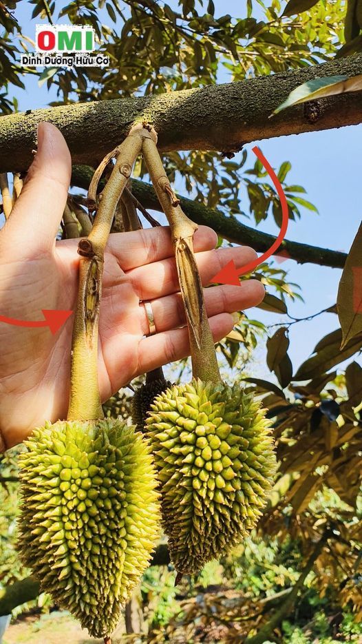 Nứt cuống, nứt trái bể đầu gai ở sầu riêng và biện pháp khắc phục