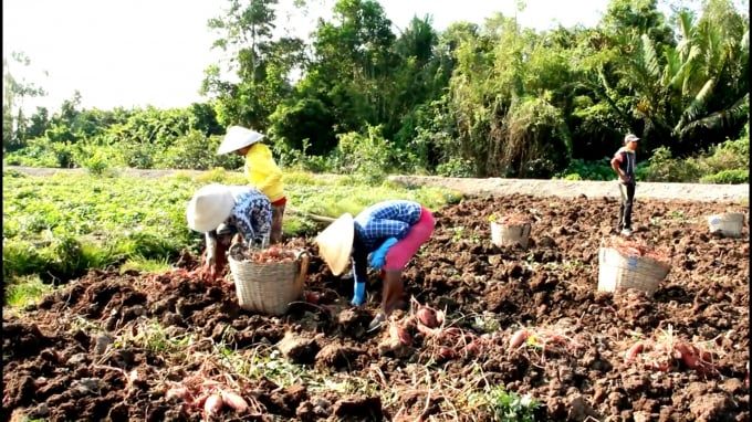 Thủ phủ khoai lang giữ vùng nguyên liệu chờ thị trường lớn