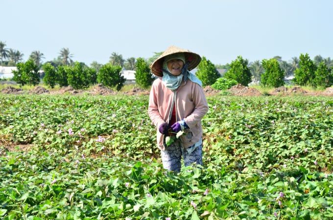 Kết quả bất ngờ khi trồng nấm rơm từ dây khoai lang
