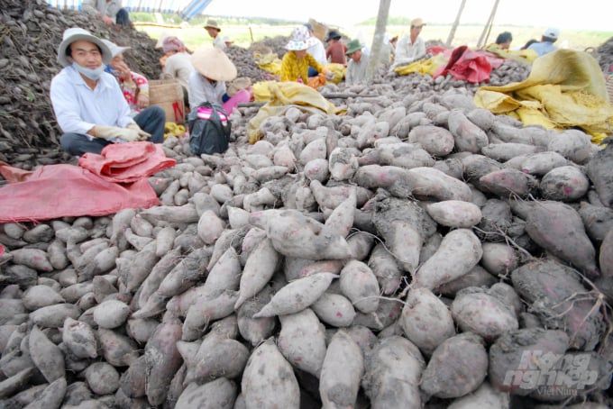 Gỡ khó cho nông dân trồng khoai lang