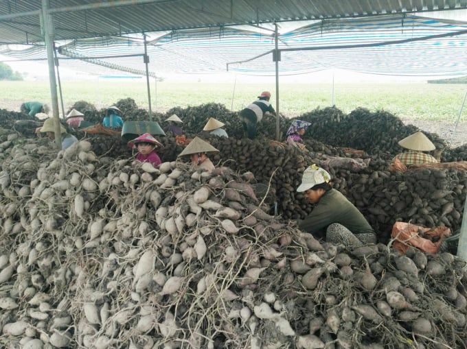 Giá khoai lang Nhật thấp kỷ lục