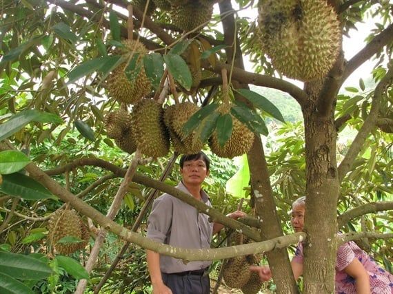 Đàm phán để đưa khoai lang, sầu riêng xuất khẩu sang Trung Quốc