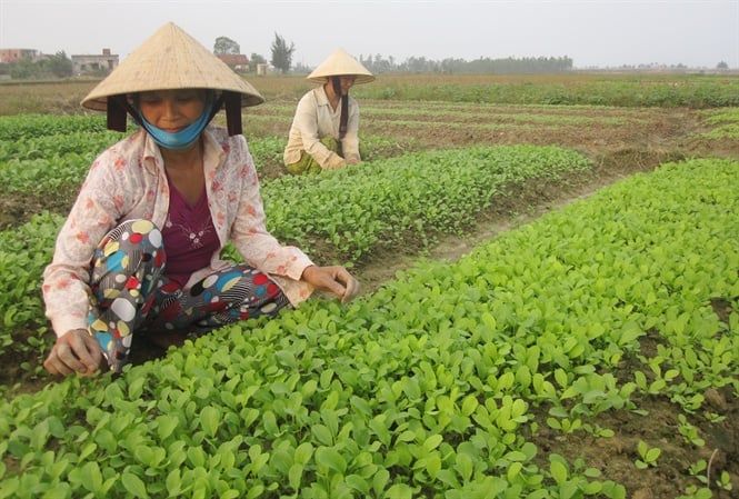 Hửng nắng, xuống đồng