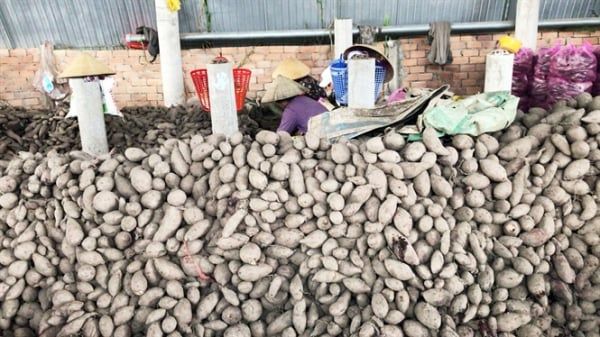 Khoai lang Bình Tân quyết đi chính ngạch