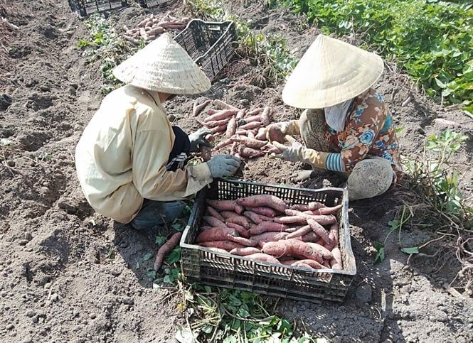 Bệnh khảm lá hoành hành, dân bỏ sắn trồng khoai lang