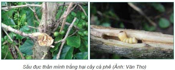 Sâu đục thân mình trắng - bore (Xylotrechus quadripes Chevrolat) hại cà phê nguy hiểm thế nào?