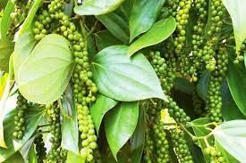 Việt Nam đang là nguồn cung lớn nhất và khó thay thế loại hạt này cho một nước châu Á
