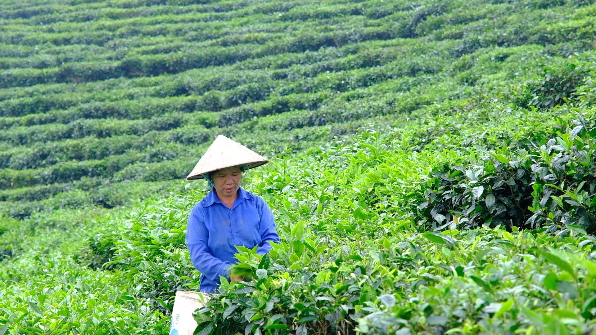 Chè xanh trên đất Mường Khương