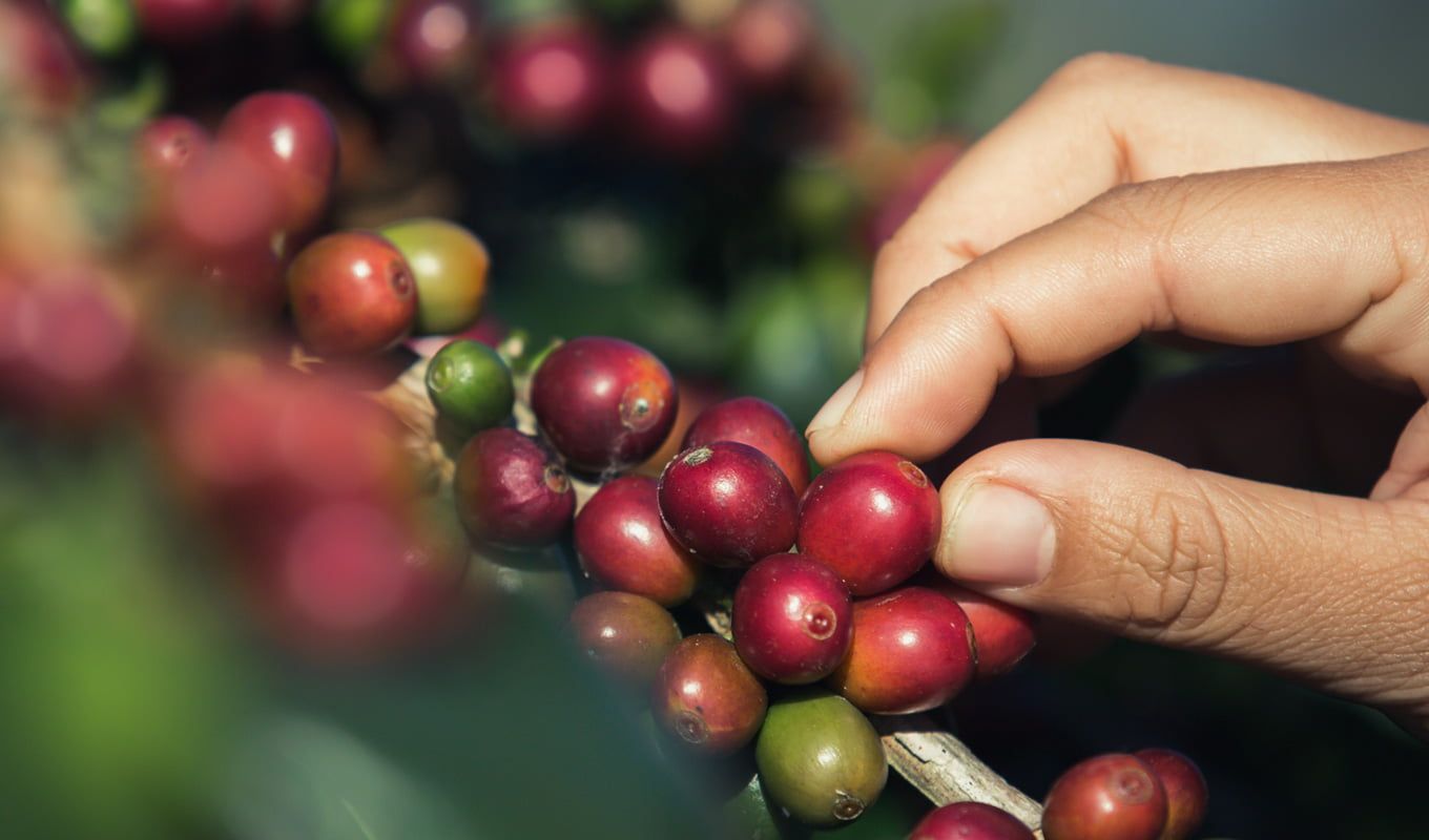 Giá cà phê ngày 25/10: Robusta bất ngờ quay đầu giảm dù cung vẫn khan hiếm