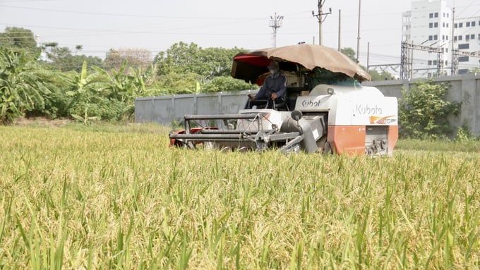 Giá lúa cao, nông dân có động lực làm vụ đông