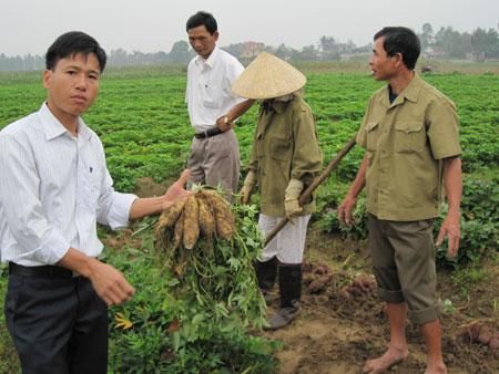 Đi tìm vị thế cho… khoai lang